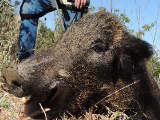 Pig hunting in tehachapi california