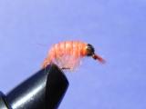 Orange-Scud-Fly-Tying