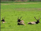 Hunting for Antler Sheds Provides Clues to Trophy Deer and Elk